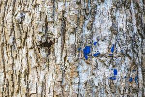 textura de casca de árvore tropical na selva natural do México. foto