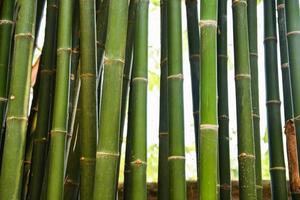 árvore de bambu fresca na floresta de bambu da selva foto
