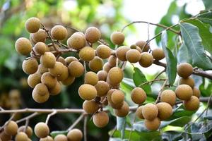 cacho de frutas longan na árvore longan no país asiático. foto