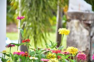 flor de zínia crescendo em canteiro de flores perto de casa, foto