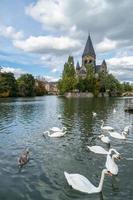 cisnes no rio mosela em frente ao templo neuf foto