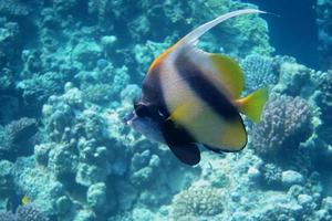 único peixe de bandeira do mar vermelho foto