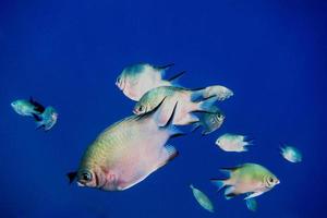 pequenos peixes prateados no mar azul foto