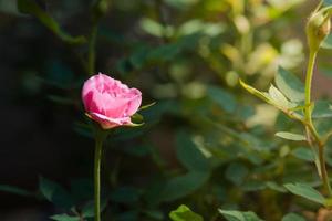 rosa e luz quente no fundo do jardim, belos momentos de amor e vida feliz. foto