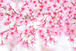 flor de cerejeira na primavera com foco suave, flor de cerejeira desfocada de primavera desfocada, fundo de flor bokeh, fundo de flor pastel e suave. foto