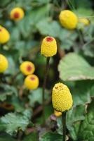 planta de agrião de floração fresca, spilanthes oleracea foto