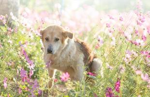 cachorro embaçado e flor para plano de fundo foto