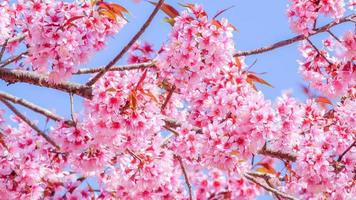 flor de cerejeira rosa foto