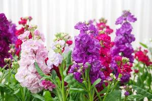 matthiola incana flor, estoque de flores, flores cortadas no berçário, plena floração. foto