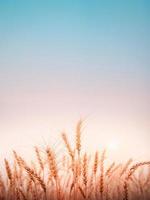 bela paisagem de campo de trigo dourado com fundo natural por do sol. foto