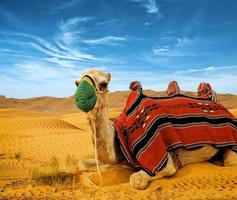 camelo de turista em dunas de areia foto