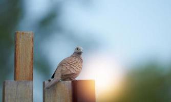 pombo marrom na cerca de madeira, olhando para a câmera foto