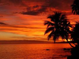 palmtree sunset foto
