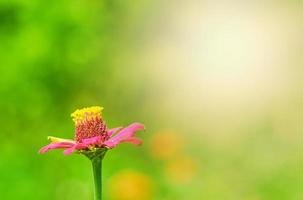 flor de pétala rosa com haste de pólen foto