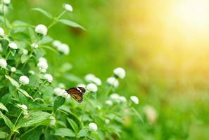 borboleta em flores brancas com tema verde foto