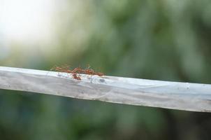 formigas vermelhas andando na corda de plástico com fundo desfocado, foco seletivo, efeito de luz.