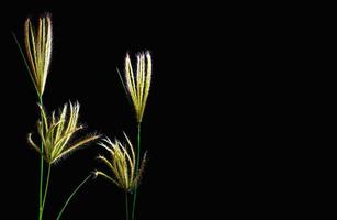 flor de andorinha dedo grama em fundo preto foto