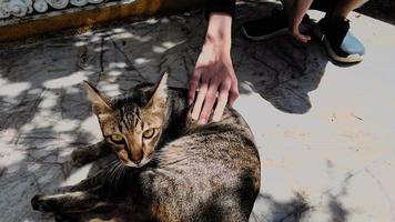 mão de bebê no gato listrado cinza em público foto