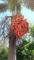 concentre-se em areca catechu ou palma de noz de areca, nozes de bétele as frutas maduras, redondas, laranja. luz solar natural. foto