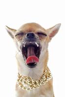 chihuahua bocejando com colar de pérolas