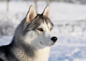 cão husky em uma paisagem de inverno coberto de neve foto