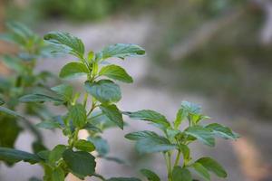 manjericão medicinal ou planta de folhas de tulsi orgânica verde foto