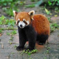 urso panda vermelho