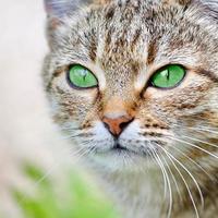 gato listrado com olhos verdes