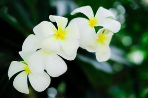 linda planta de flor de frangipani branca ou flor de plumeria em plena floração em dia ensolarado com fundo natural. foto