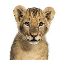 close-up de filhote de leão, olhando para a câmera, 10 semanas de idade foto