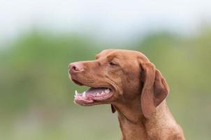 cão vizsla feliz em um campo verde foto
