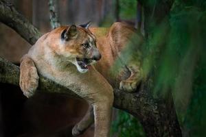 Leão da Montanha; Puma foto