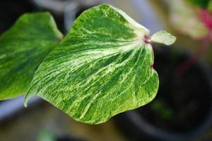 folhas de caládio em vaso ótima planta para decorar jardim foto