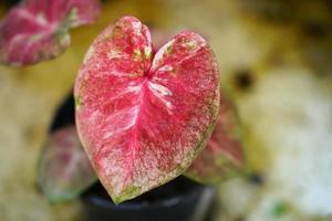 folhas de caládio em vaso ótima planta para decorar jardim foto