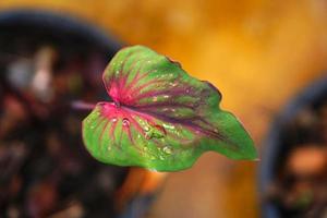 folhas de caládio em vaso ótima planta para decorar jardim foto
