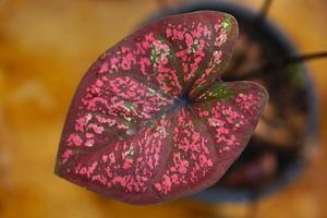 folhas de caládio em vaso ótima planta para decorar jardim foto