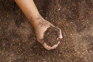 os agricultores misturam o solo para cultivar. fornecer os minerais que as plantas precisam está crescendo rápido e forte. foto