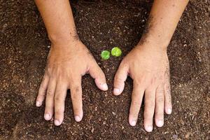 closeup mão de pessoa segurando solo de abundância com planta jovem na mão para agricultura ou plantio de conceito de natureza de pêssego. foto