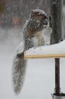 esquilo na neve foto