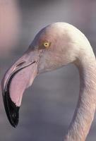 flamingo maior, phoenicopterus ruber
