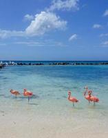 flamingo de aruba foto
