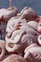 flamingos cor de rosa foto