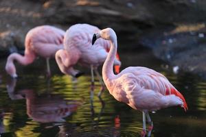 flamingos chilenos, phoenicopterus chilensis foto