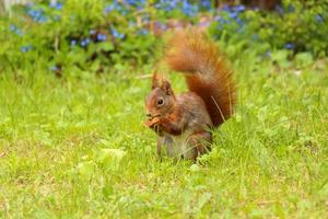 esquilo sentado na grama verde, comendo uma noz foto