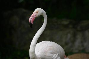 flamingo maior (phoenicopterus roseus) foto