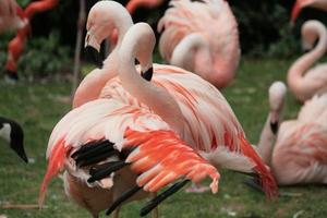 flamingos cor de rosa foto