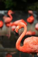 flamingo rosa foto