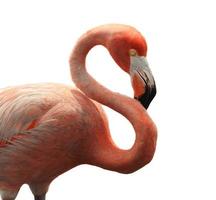 o flamingo americano (phoenicopterus ruber) foto