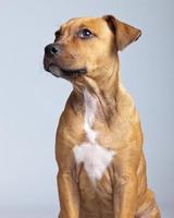 adorável boxer cachorrinho isolado contra um fundo cinza. foto