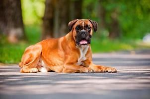 cão boxer alemão ao ar livre foto
